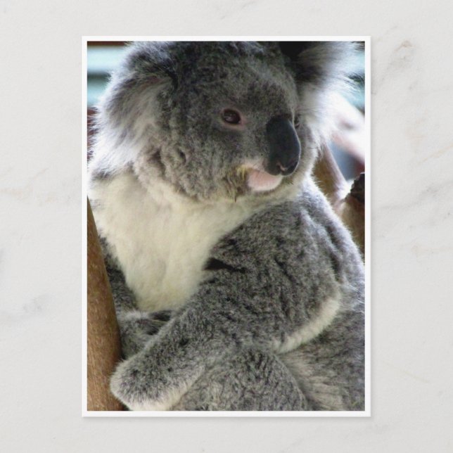 Carte Postale koala (Devant)