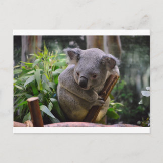 Carte Postale Koala
