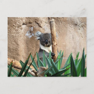 Carte postale Koala