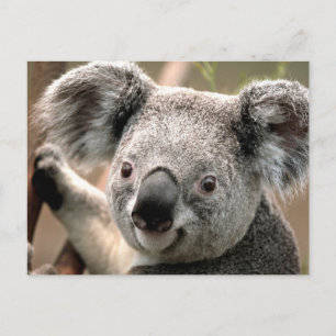 Carte postale Koala