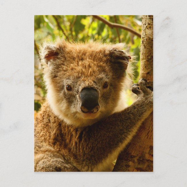 Carte Postale Koala (Devant)