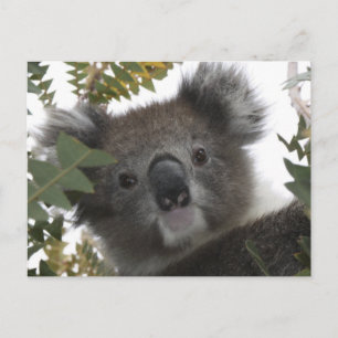 Carte Postale Koala