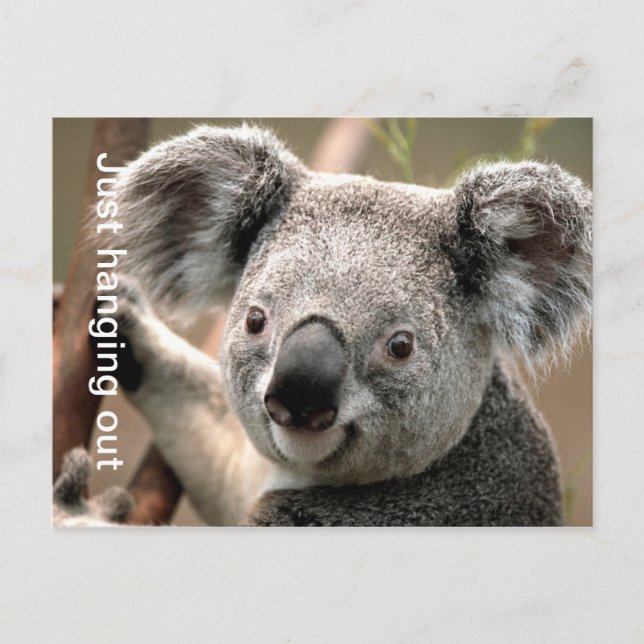 Carte postale Koala (Devant)