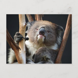 Carte Postale Koala 1