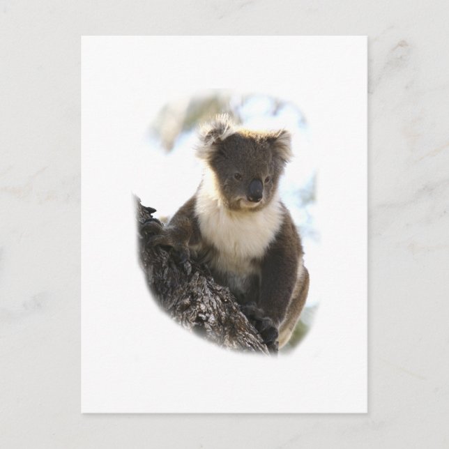 Carte Postale Koala 2 (Devant)