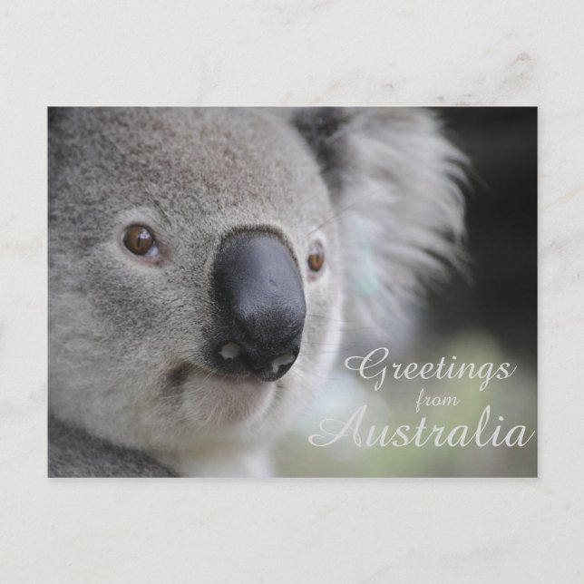 Carte Postale Koala 2 - Salutations (Devant)