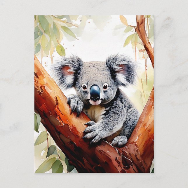 Carte Postale Koala assis dans un eucalyptus (Devant)