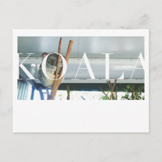 Carte postale Koala Australie