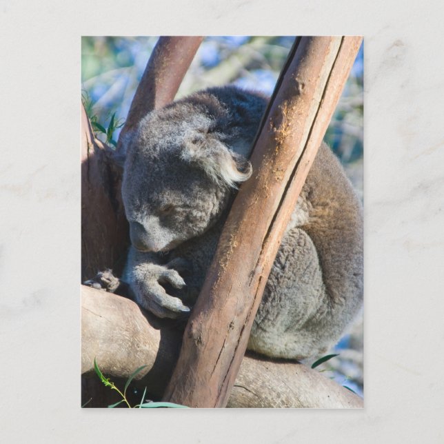 Carte Postale Koala - Australie (Devant)