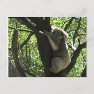Carte Postale koala australien
