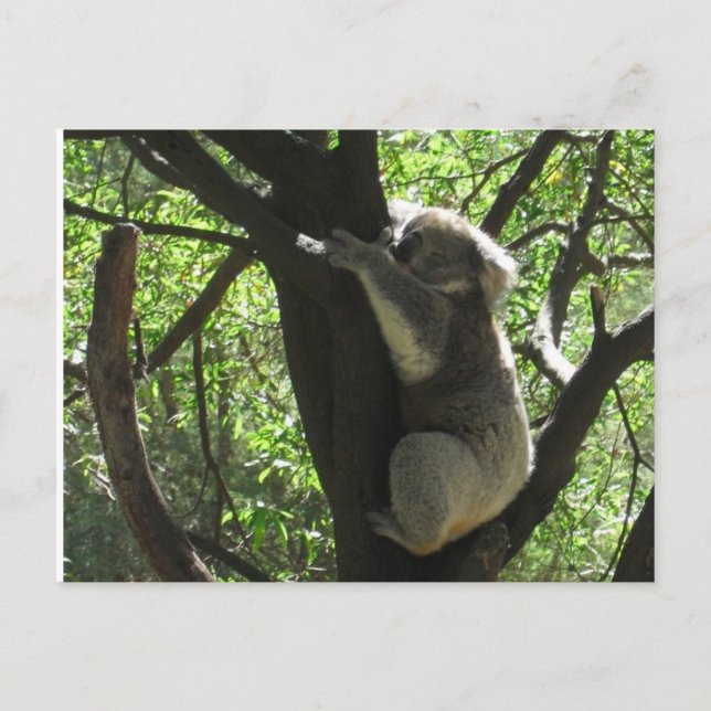 Carte Postale koala australien (Devant)