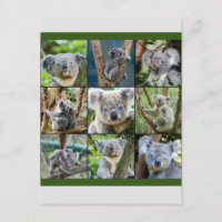 Koala australienne dans un arbre à eucalyptus