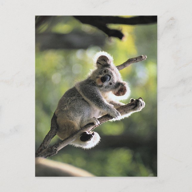 Carte Postale Koala Bear (Devant)