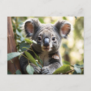 Carte Postale Koala Bear