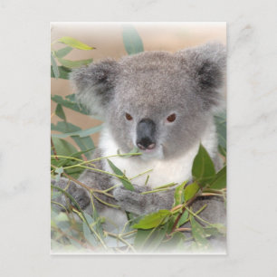 Carte postale Koala Bear