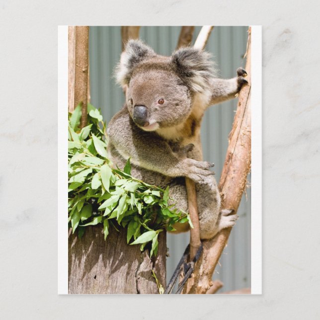 Carte Postale Koala Bear (Devant)