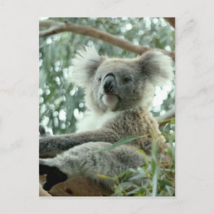 Carte Postale Koala Bear