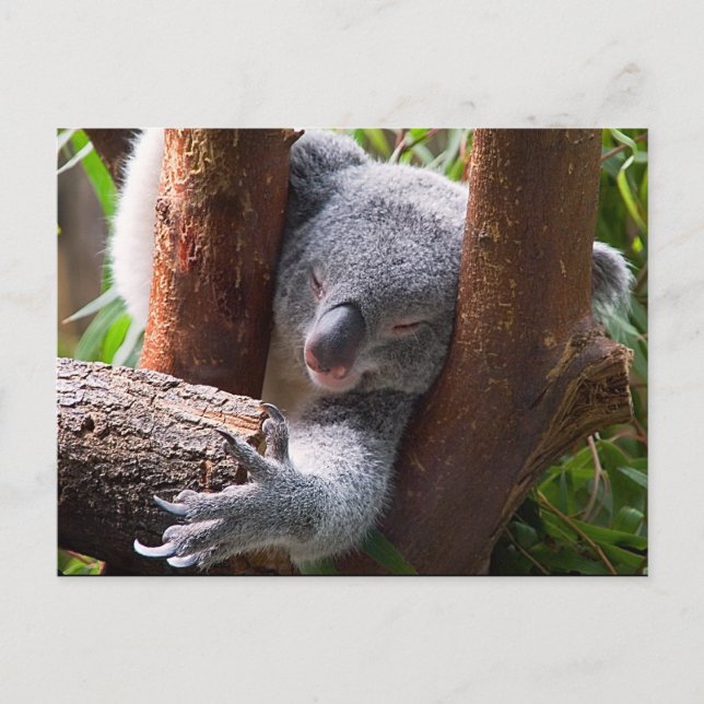 Carte Postale Koala Bear (Devant)