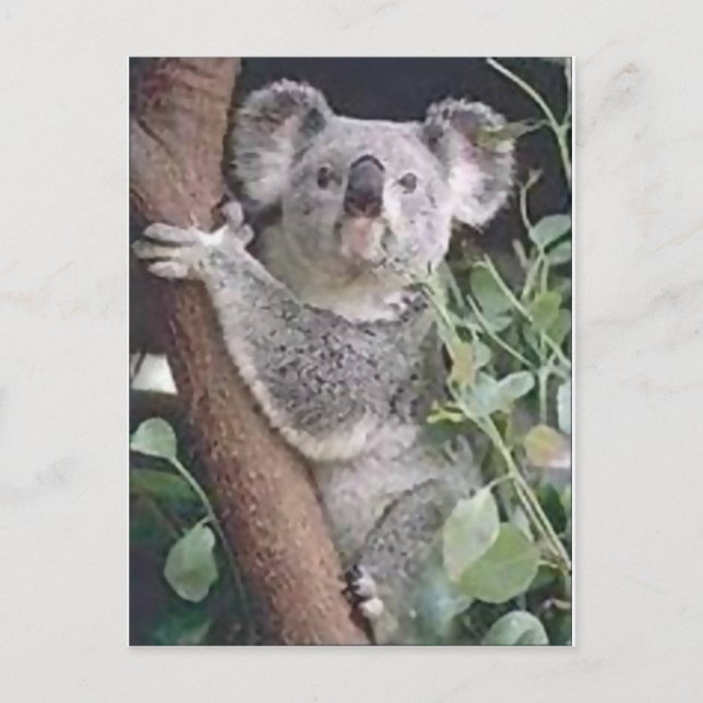 Carte Postale Koala Bear (Devant)
