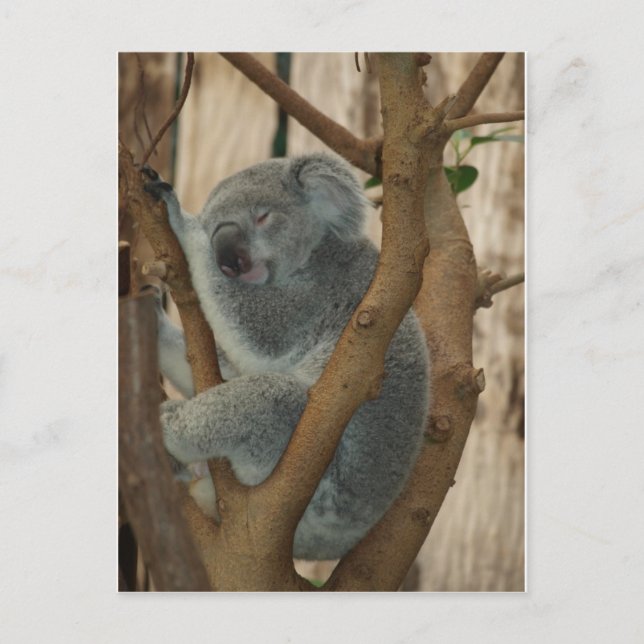 Carte Postale Koala Bear (Devant)