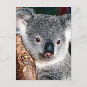 Carte Postale Koala Bear Australie Outback Pays Animal Cute