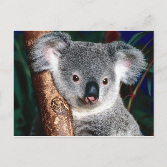 Carte Postale Koala Bear Australie Outback Pays Animal Cute (Devant)
