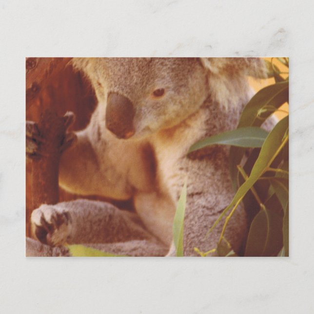 Carte Postale Koala Bear Love (Devant)