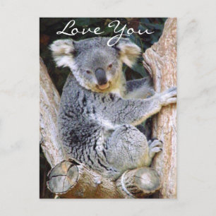 Carte Postale Koala Bear Love_