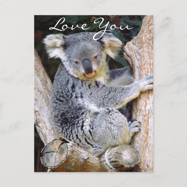 Carte Postale Koala Bear Love_ (Devant)