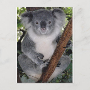 Carte Postale Koala Bears