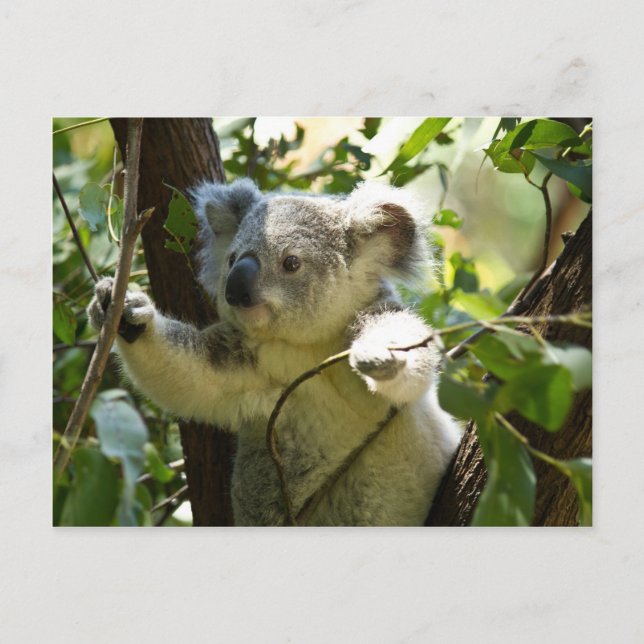 Carte Postale Koala bébé incroyablement mignon dans un arbre (Devant)