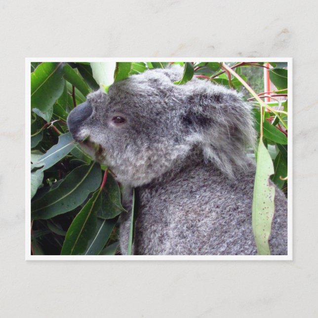 Carte Postale koala bouffe (Devant)