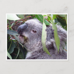 Carte Postale koala bouffe