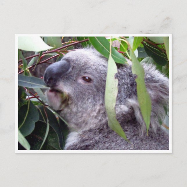 Carte Postale koala bouffe (Devant)