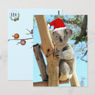 Carte postale Koala Christmas