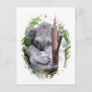 Carte postale Koala Cuddle