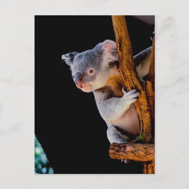 Carte Postale Koala Cute en gris arbre (Devant)