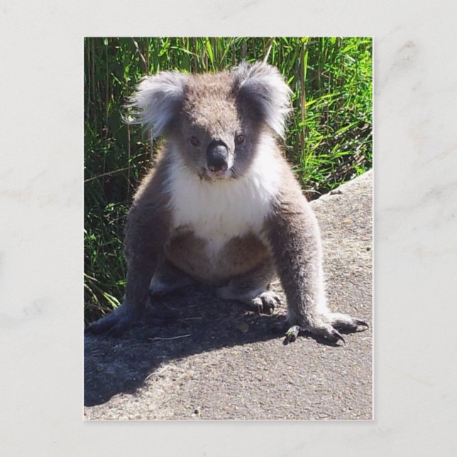 Carte Postale Koala dans la nature (Devant)