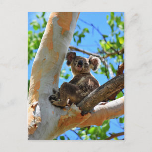 CARTE POSTALE KOALA DANS TREE QUEENSLAND AUSTRALIE