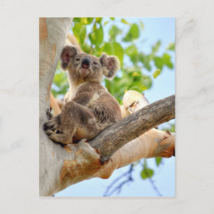 CARTE POSTALE KOALA DANS TREE QUEENSLAND AUSTRALIE