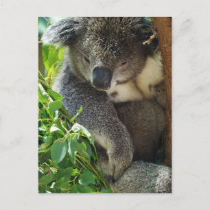 Carte postale Koala décontracté