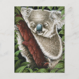 Carte postale Koala dormant
