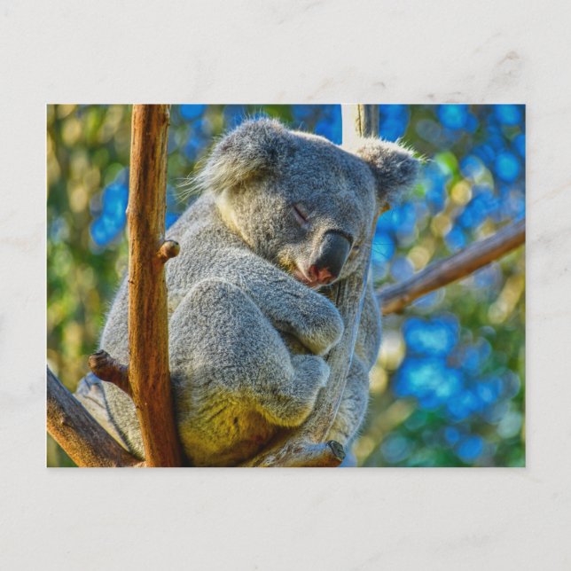 Carte Postale Koala dormant paisiblement dans un arbre (Devant)