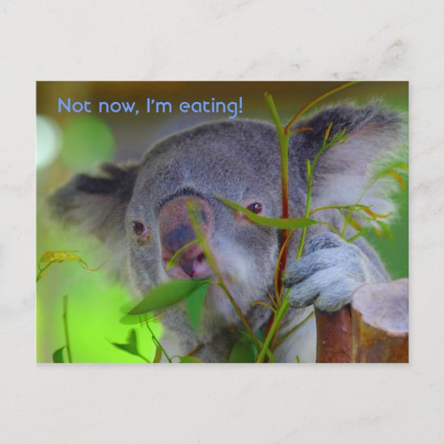 Carte postale Koala Eating (Devant)