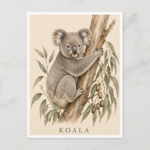 Carte postale Koala   Édition Bush