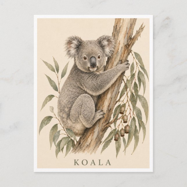 Carte postale Koala | Édition Bush (Devant)