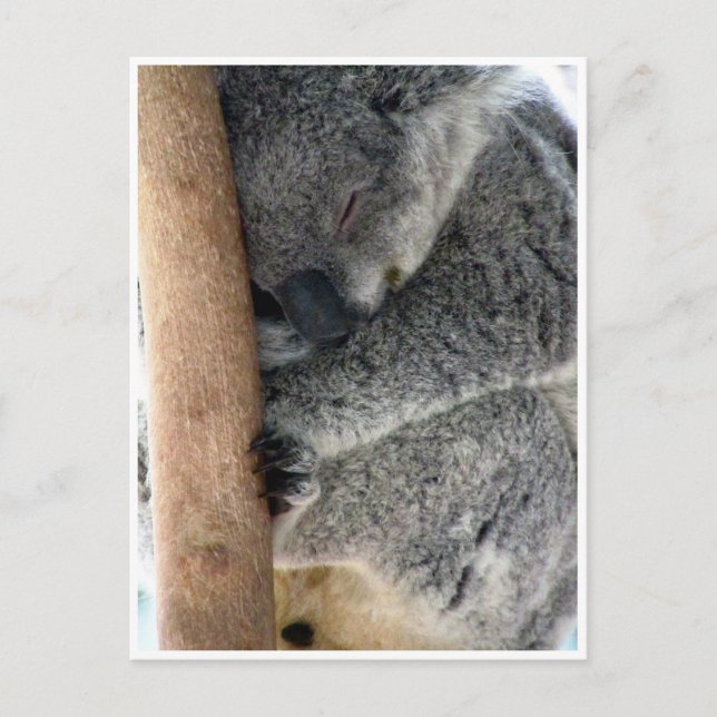 Carte Postale koala endormi (Devant)
