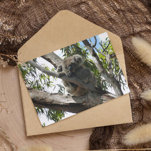 Carte Postale Koala - Endormi