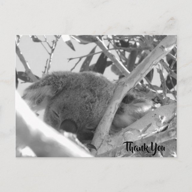 Carte Postale Koala endormi, photographie en noir et blanc, Aust (Devant)