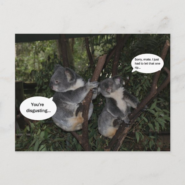 Carte Postale Koala fun (Devant)